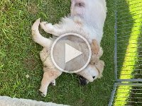 IMG 2473  Mama mit Welpe