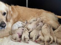 IMG 6403  17.12.25 Aditi hat Welpen bekommen 4 Mädels und 5 Jungs