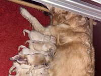 IMG 6413  24.12.25 fressen...