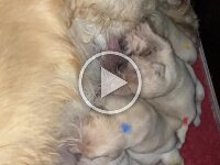 IMG 6430  26.12.25 Gewicht verdoppelt...