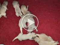 IMG 6440  28.12.25 langsam kommt Bewegung auf (Mama ist gerade gegangen), sammeln zum Kontaktliegen