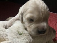 IMG 6451  29.12.25 Die Augen und die Ohren öffnen sich langsam