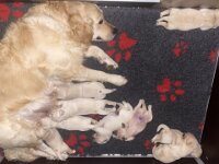 IMG 6464  31.12.25 die ersten Welpen sind satt, der Rest trinkt noch