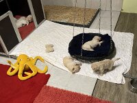 IMG 6509  13.1.26 So ein Umzug ist