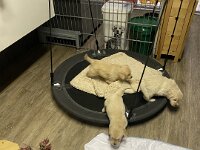 IMG 6528  23.1.26 ...große Schaukel kommt super an