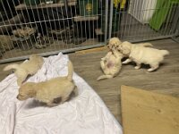 IMG 6530  23.1.26 ...Erkunden...