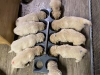 IMG 6537  27.01.26 an der Futterbar