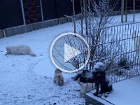 IMG 6549  29.1.26 Der erste Schnee