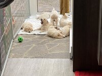 IMG 6558  1.2.26 Aditis Lieblingsecke für die Welpen