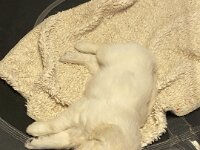 IMG 6563  ...einer hat die Sammelaktion verschlafen