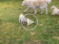 IMG 6587  ...und die Bälle