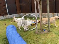 IMG 6590  8.2.26 Frida (aus Aditi's  C-Wurf) und Cleo 12J (aus Anka's  HW) waren zu Besuch