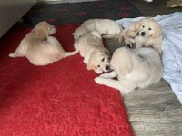 IMG 6599  9.2.26 heute gab es Halsbänder, Begeisterung geht anders.