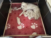 IMG 7113  ...gelernt, Mama gefunden und die ersten zufrieden.
