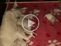 IMG 7116  03.10. Sie sind schon mobiler und die Äuglein öffnen sich langsam...