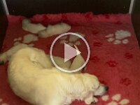 IMG 7124  05.10. Alle viel mobiler,  Mama finden immernoch schwierig nur mit Tast- u. Geruchssinn.                    1/2 trinkt, 1/2 schläft gute Teilung