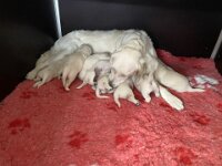 IMG 7138  ...alle haben es ohne Hilfe hin bekommen, es wird.