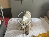 IMG 7175  17.10. heute wurde der Auslauf vergrößert  mit den ersten Spielzeugen...